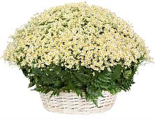 Цветочная композиция из Ромашки в корзине #REPLACE_PRED# Куйбышево Ростовская область